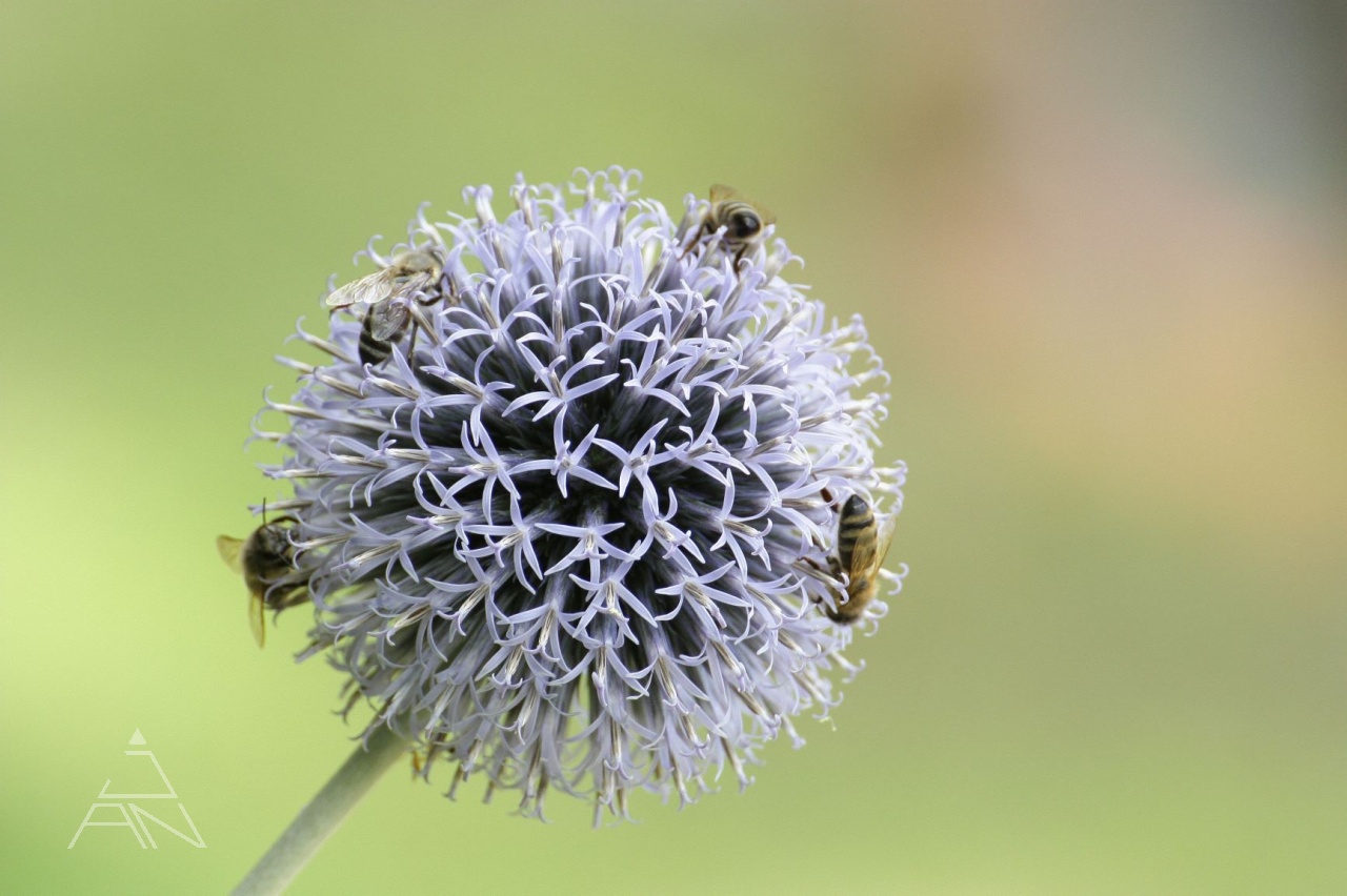 Ježibaba guľatohlavá
