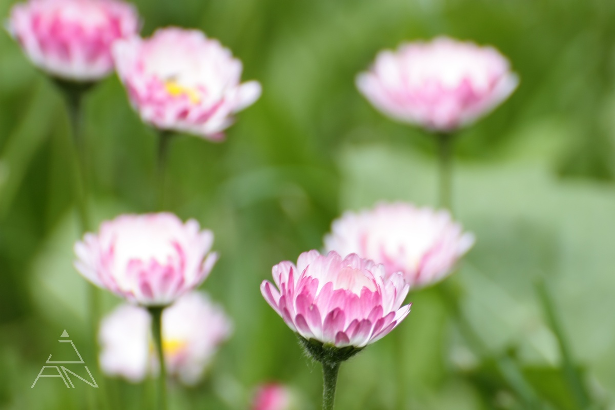 Sedmokráska obyčajná