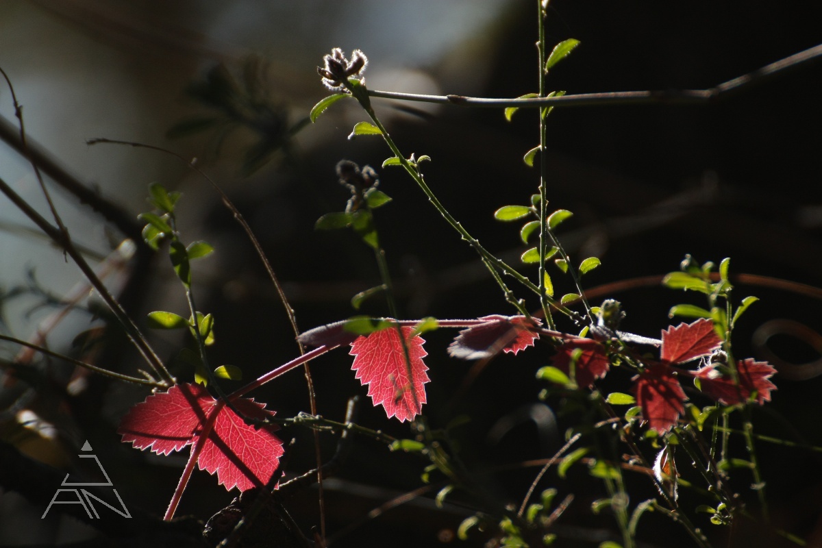 Lístie v protisvetle