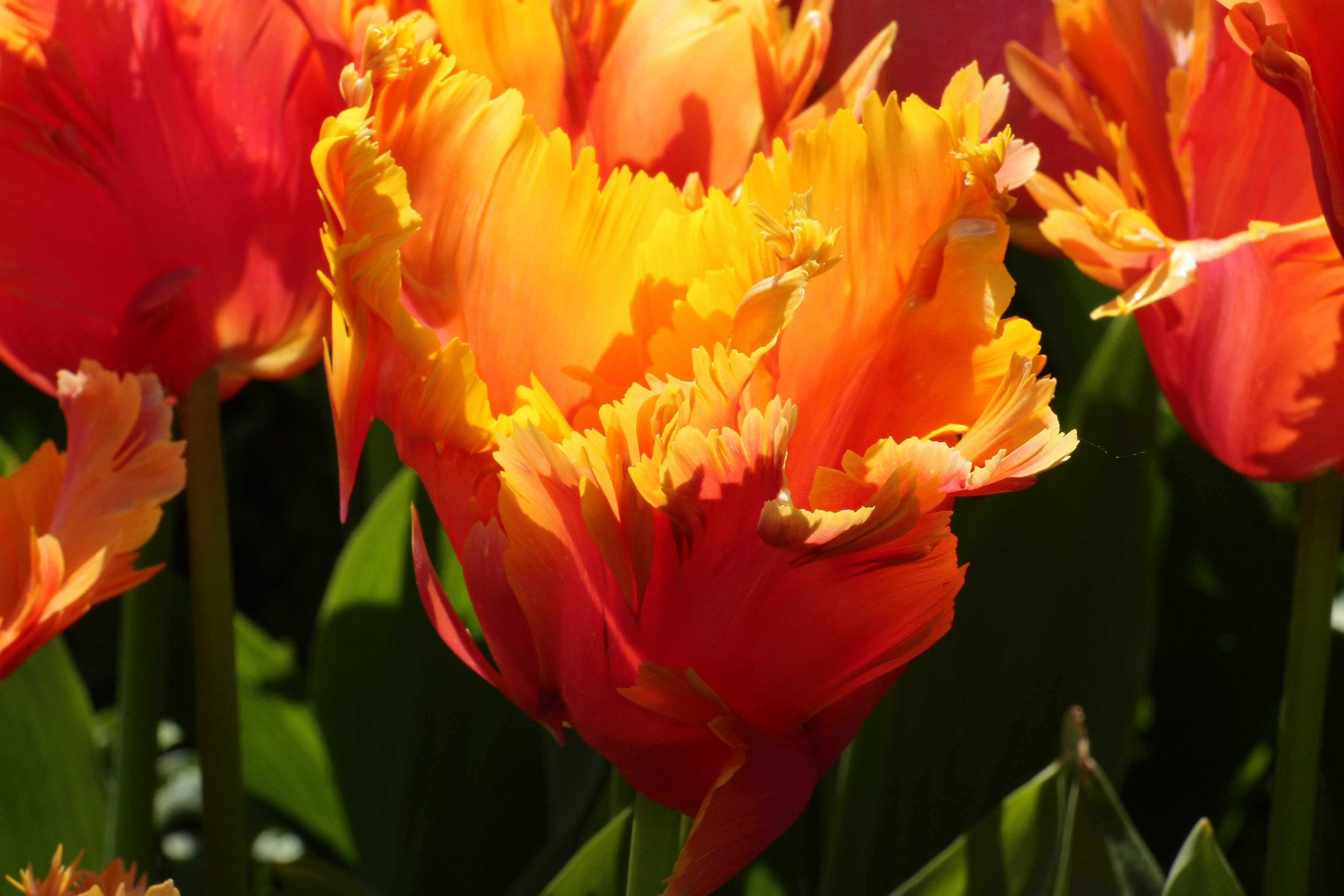 Žlto-červený kalich