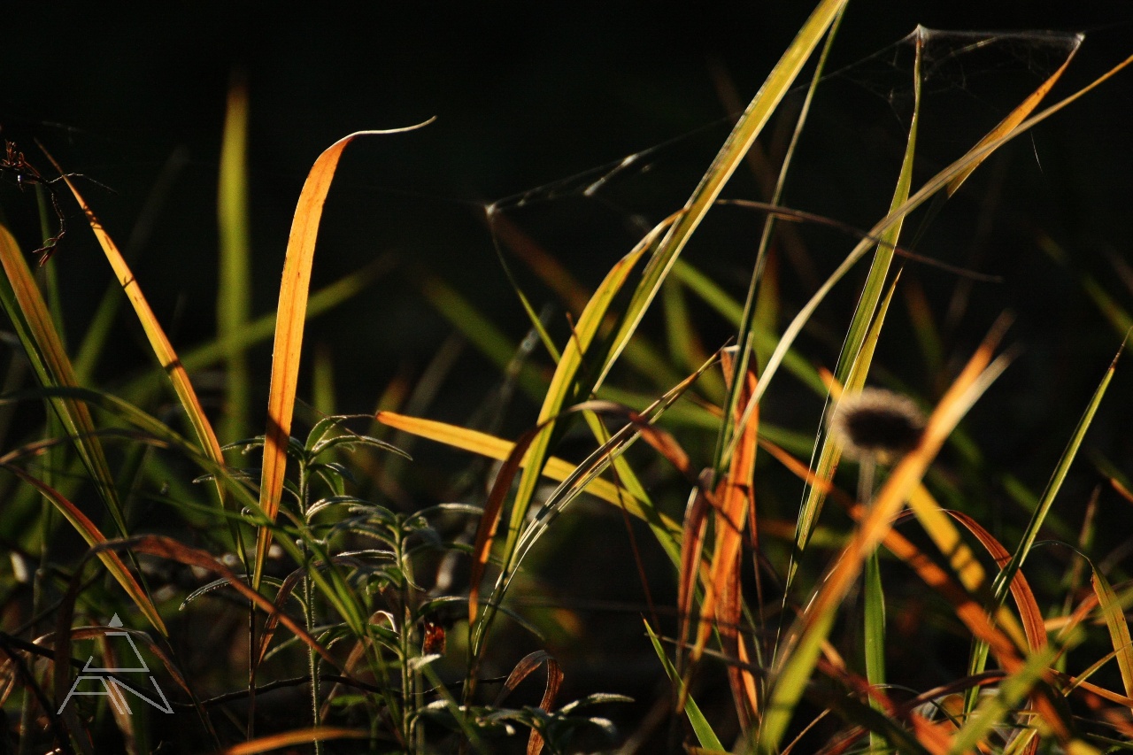 Dolámané steblo trávy