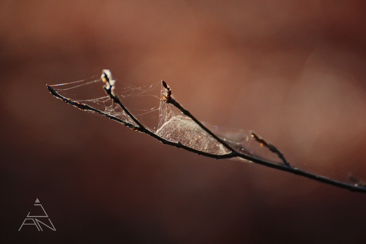 Jesenná pavučina