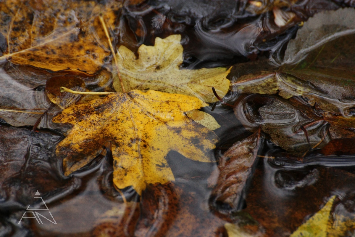 Žltá rúžová zelená